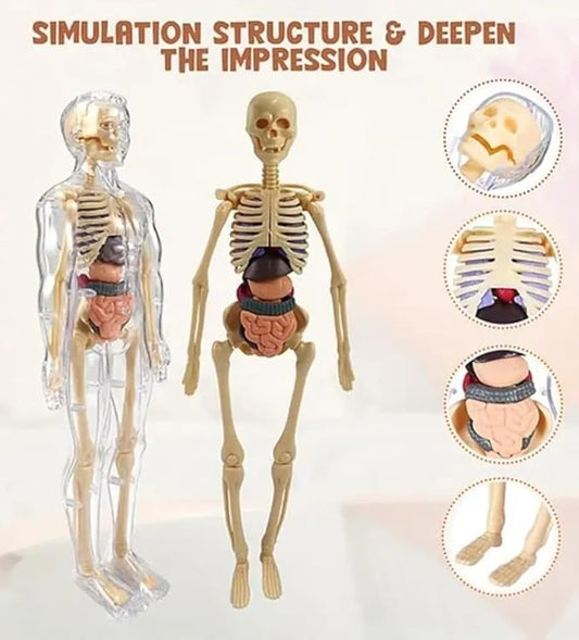 EDUCATIONAL HUMAN BODY PARTS