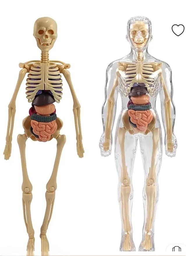 EDUCATIONAL HUMAN BODY PARTS